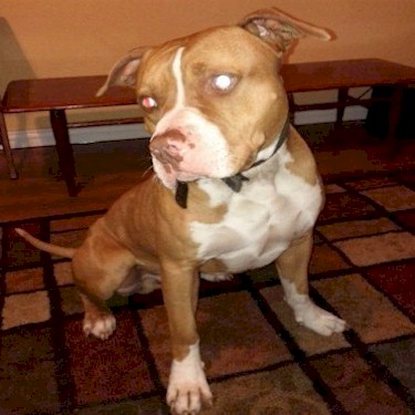 Coopers Grit Pit Bull Front.jpg